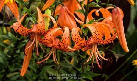 Tiger Lily © 2013 Patty Hankins