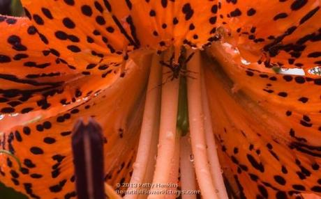 Tiger Lily © 2013 Patty Hankins