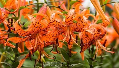 Tiger Lily © 2013 Patty Hankins