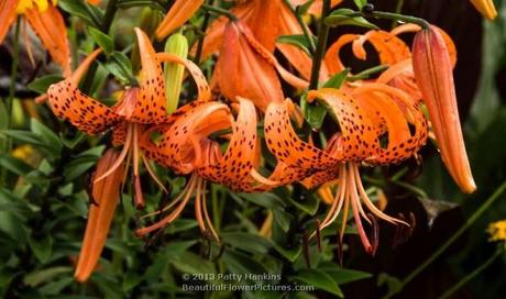 Tiger Lily © 2013 Patty Hankins