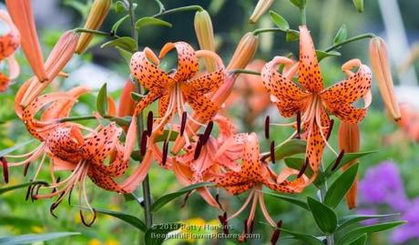 Tiger Lily © 2013 Patty Hankins