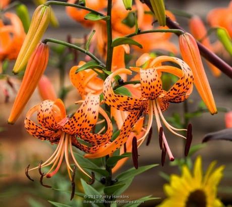 Tiger Lily © 2013 Patty Hankins