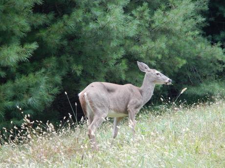 Fall fields bring out the critters