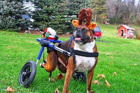 Creative Halloween Costumes for Disabled DOGS!