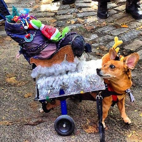 Creative Halloween Costumes for Disabled DOGS!