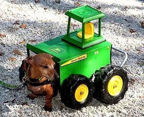 disabled Chihuahua wears Halloween Costume