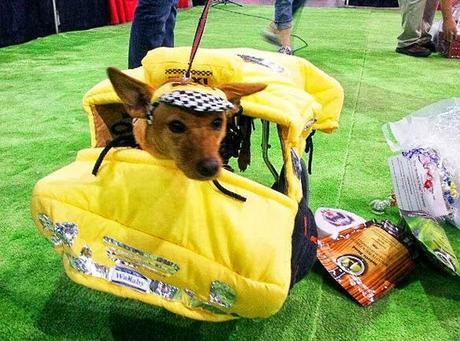 Creative Halloween Costumes for Disabled DOGS!