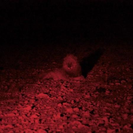 Lion staring back at us on a night safari in Namibia