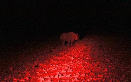 Rhino seen on a night drive in Etosha National Park in Namibia.