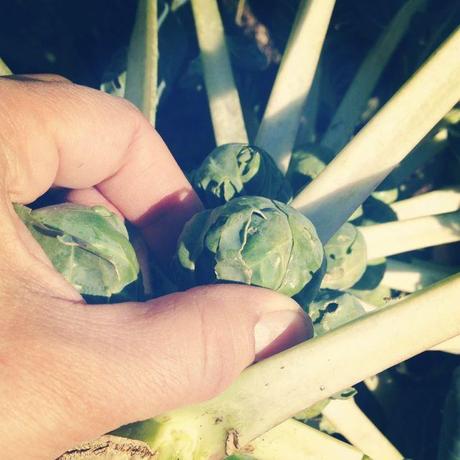 brussel sprout harvest