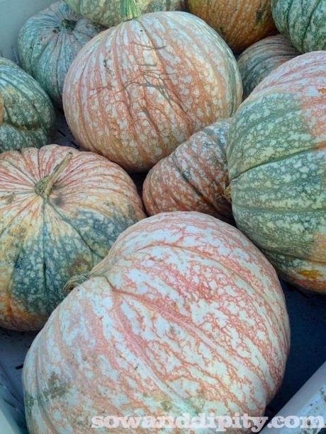 heirloom pumpkin