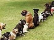 Potty Housetraining Your