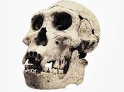 Skull Unite Early Human Family Tree