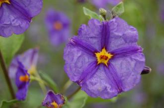 Lycianthes rantonnetii Flower (21/09/2013, Kew Gardens, London)