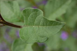 Lycianthes rantonnetii Leaf (21/09/2013, Kew Gardens, London)