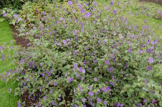 Lycianthes rantonnetii (21/09/2013, Kew Gardens, London)