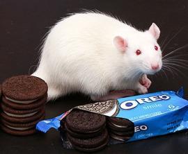 rat with Oreos