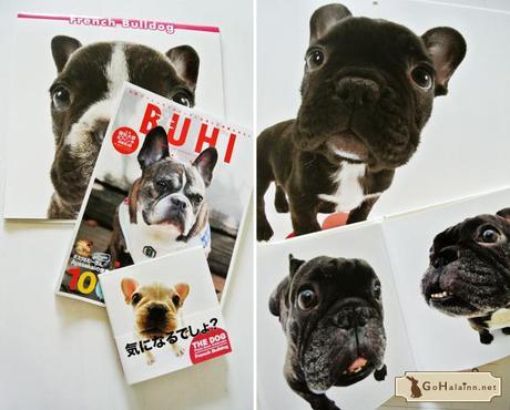 French Bulldog Amazon French Bulldog Amazon