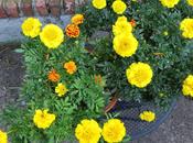 Bouquet Marigolds with Something Fiery