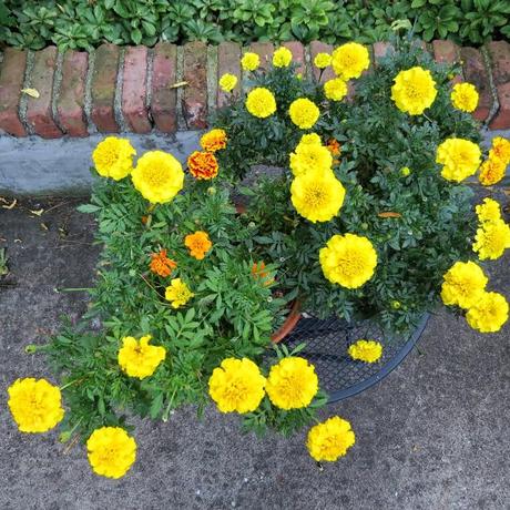 a bouquet of marigolds with something fiery red