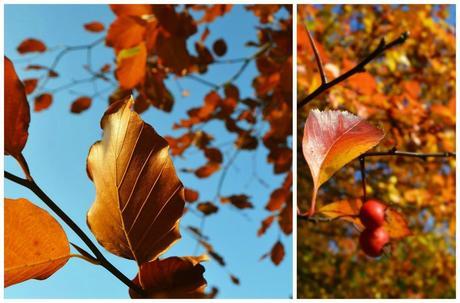 Orange / Fiery {Nurture Photography}