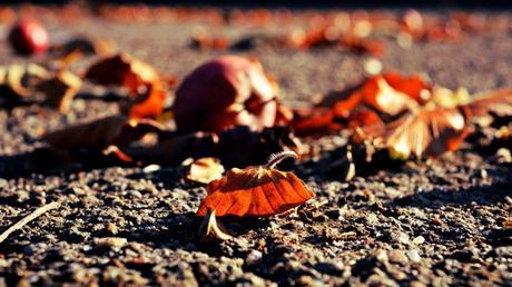 Orange / Fiery {Nurture Photography}