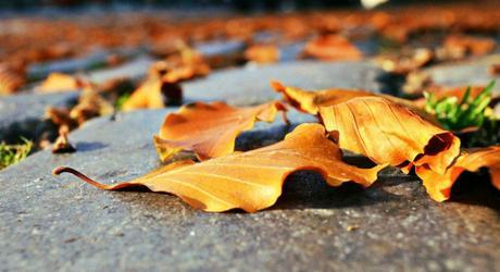 Orange / Fiery {Nurture Photography}