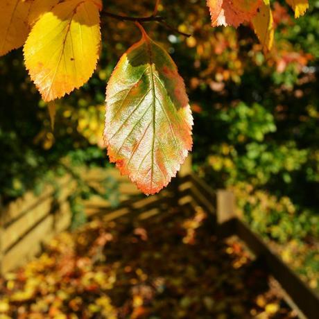 Orange / Fiery {Nurture Photography}