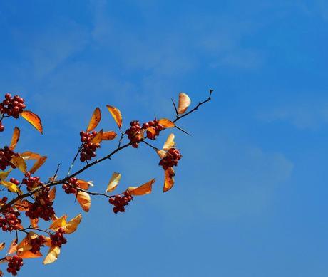 Orange / Fiery {Nurture Photography}