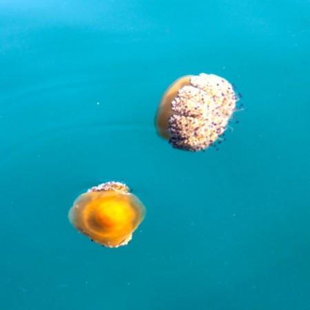 Jellyfish hanging out by our sailboat before our departure along the coast