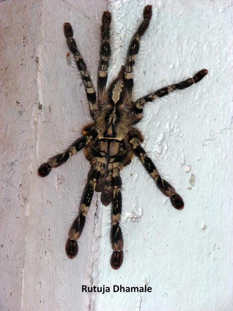 Yellow legged Wolf Spider