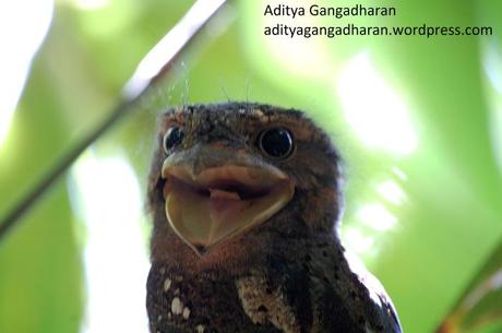 frogmouth 073