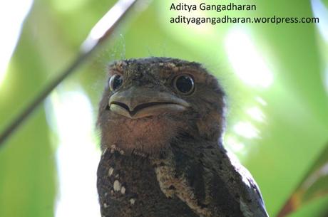 frogmouth 072