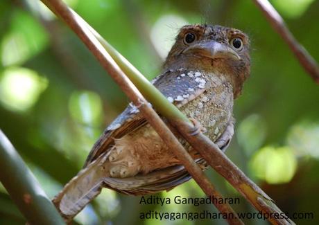 Frogmouth!