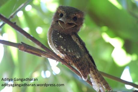 Frogmouth!