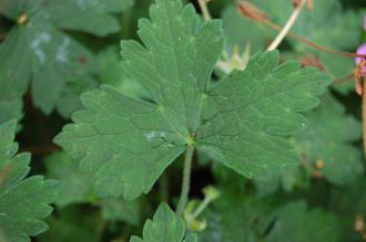 Geranium wallichianum Leaf (21/09/2013, Kew Gardens, London)