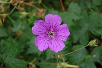 Geranium wallichianum Flower (21/09/2013, Kew Gardens, London)