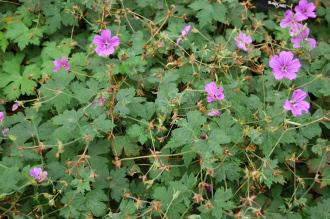 Geranium wallichianum (21/09/2013, Kew Gardens, London)