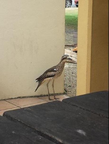 Bush Stone-Curlew1