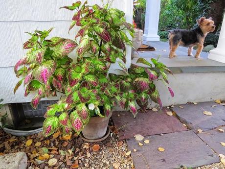 a plant bigger than priscilla