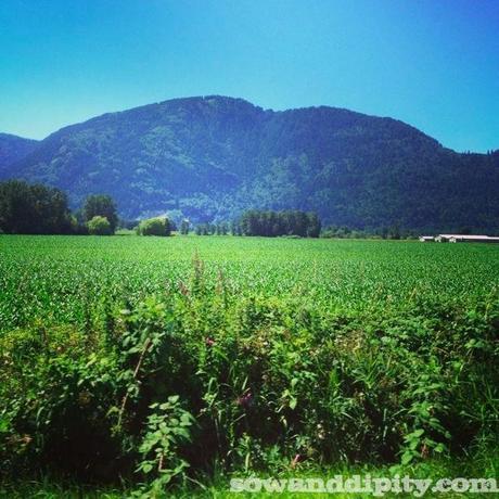 Chilliwack corn country