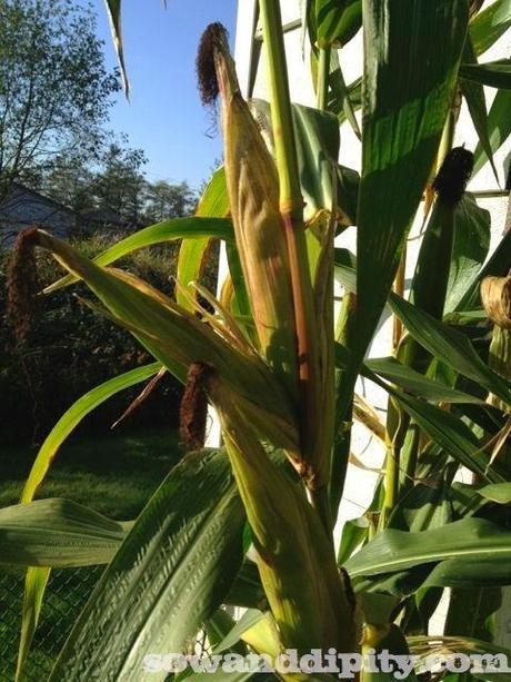 corn ears