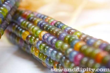 Glassy Avocado Gem Corn