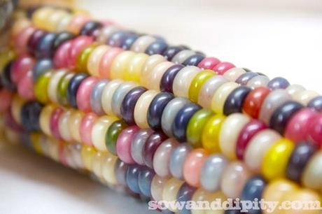 Moonstone Gem Corn