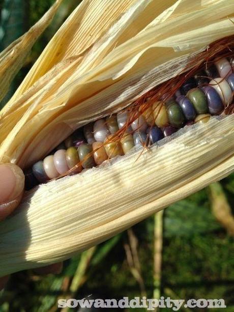 corn husk