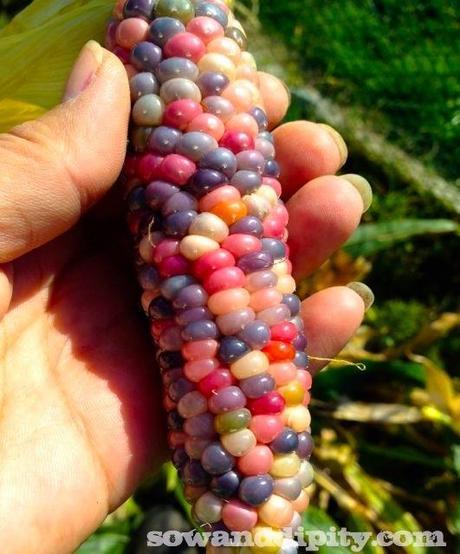 Chicklets gem corn