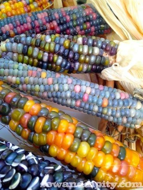 colorful corn