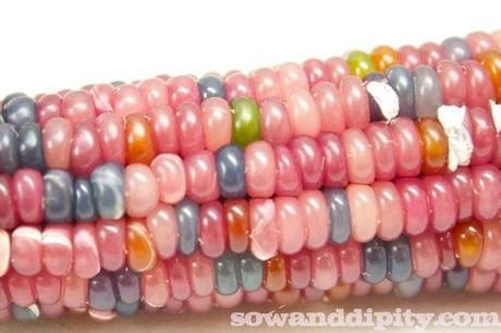 Pink Flamingo gem corn