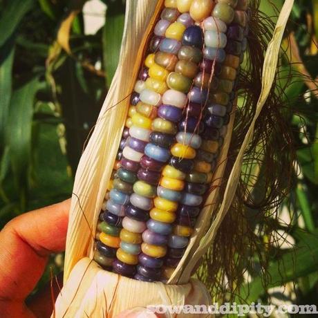 Liberty Gem Corn