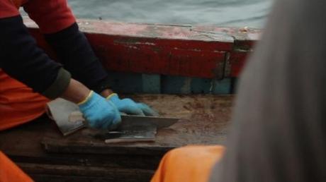The bait, for shark fishing, which is remains legal. Credit: Jim Wickens/Ecostorm/ITV News